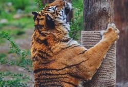 动物带你吃瓜,揭秘它们的饮食习惯与趣味瞬间