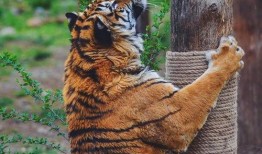 动物带你吃瓜,揭秘它们的饮食习惯与趣味瞬间