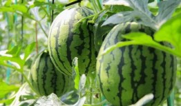 广西吃瓜群众免费吃瓜微信,微信活动引全民热议