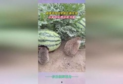 田瓜吃削皮,美味与健康的完美邂逅