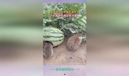 田瓜吃削皮,美味与健康的完美邂逅