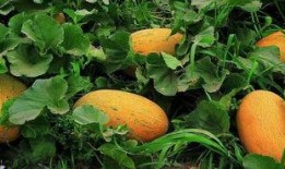 哈密瓜玩着吃,边玩边享的夏日美味体验