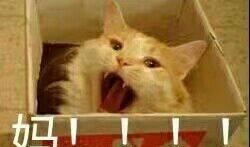 动物带你吃瓜,揭秘它们的饮食习惯与趣味瞬间