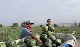 王昶吃瓜,揭秘娱乐圈幕后故事