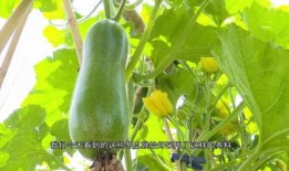 视频吃瓜集合,盘点热门事件幕后真相