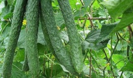 瓜姐天天吃瓜,揭秘娱乐圈那些不为人知的幕后故事