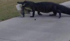 吃瓜 高尔夫球,体验贵族运动的魅力