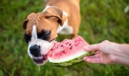 狗吃葫芦瓜,一场味蕾与好奇的碰撞