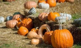 忠诚吃瓜,揭秘忠诚背后的吃瓜真相