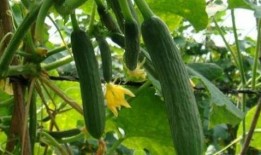 在线吃瓜苏糖糖,网络红人吃瓜达人，带你领略娱乐圈风云变幻