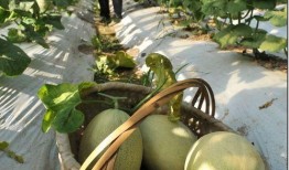 在线吃瓜苏糖糖,网络红人吃瓜达人，带你领略娱乐圈风云变幻