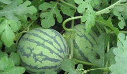 吃瓜群控,网络舆论背后的操控与真相