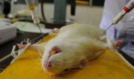 小白鼠吃瓜降温,小白鼠的降温新选择