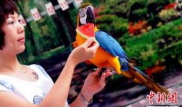 鹦鹉吃瓜头条号,揭秘动物界的“网红”生活