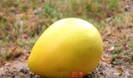 移植后吃梨瓜,梨瓜助力健康生活新篇章