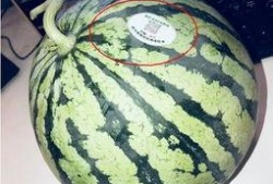 莆田网红吃瓜,揭秘网络红人的幕后故事