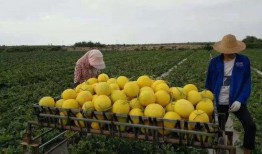 吃瓜污染全集,揭秘网络舆论场的暗流涌动