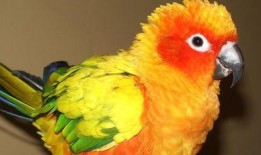 鹦鹉吃瓜头条号,揭秘动物界的“网红”生活