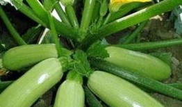 吃瓜-12-25,12月25日那些不为人知的瓜