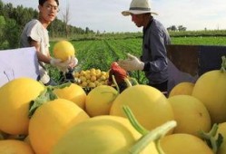 甘肃民勤沙漠蜜瓜送吃瓜,沙漠中的甜蜜馈赠，共享自然美味