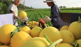 甘肃民勤沙漠蜜瓜送吃瓜,沙漠中的甜蜜馈赠，共享自然美味