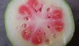 优雅的吃瓜,尽享优雅吃瓜时光