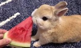兔子吃瓜视频解压,欢乐解压，轻松一刻