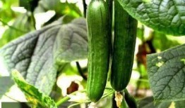 潍坊阳光一百吃瓜,揭秘吃瓜群众的欢乐盛宴