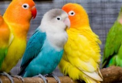 鹦鹉吃不吃小瓜虫