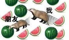 马是否可以吃瓜,揭秘马儿饮食新风尚