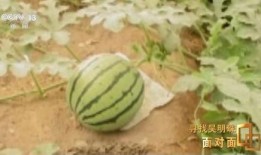 怎么当个吃瓜人呢,轻松成为吃瓜群众的实用指南