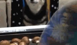 赛文主人吃瓜视频,揭秘娱乐圈幕后真相