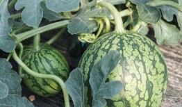 福气包在大厂吃瓜,一场别开生面的吃瓜盛宴