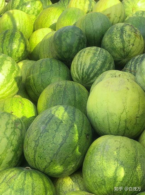 吃中药可以吃籽瓜吗,籽瓜与中药同食的适宜性探讨