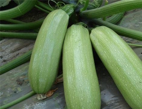 意大利瓜叶可以吃,探寻意大利瓜叶美食之旅